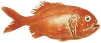photograph of individual orange roughy